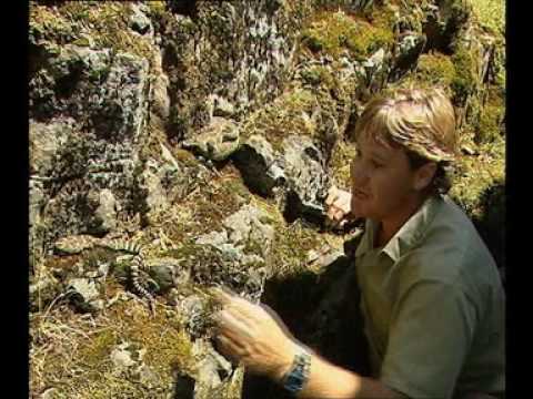 Steve Irwin's Wildest Animal Encounters (Part 10)