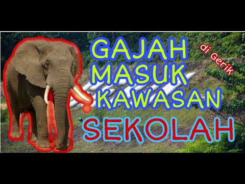 GAJAH MASUK SEKOLAH DI GERIK,PERAK : HEBAT BETUL LELAKI CUBA MENENANGKANNYA