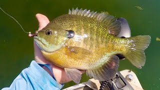 Sight Fishing for Big Bluegill in Clear Water!