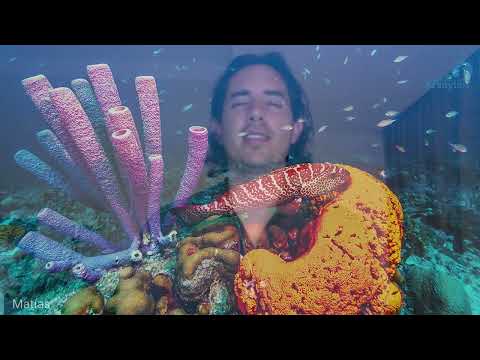 Day 357 Alineación en Español ANIMAL - Matias De Stefano - Spanish only