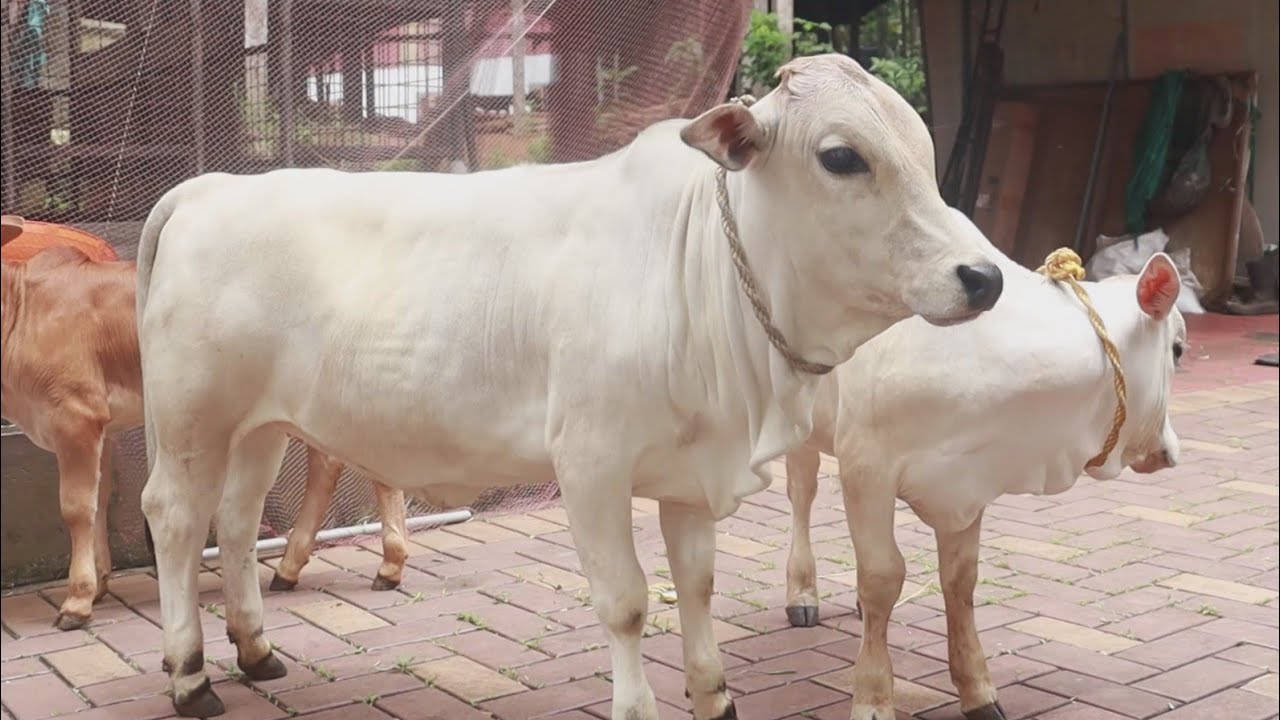 ഒരു ആടിന്‍റെ മാത്രം ഉയരവും വലിപ്പവും ഉള്ള, ലോകത്തിലെ ഏറ്റവും വലിപ്പം കുറഞ്ഞ പൊങ്കാനൂർ പശുക്കൾ കൗതുകമാകുന്നു