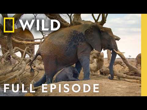 Chasing the African Rains (Full Episode) | Incredible Animal Journeys | Nat Geo Animals