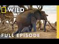 Chasing The African Rains Full Episode Incredible Animal Journeys Nat Geo Animals