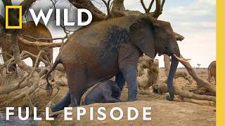 Download lagu Chasing the African Rains (Full Episode) | Incredible Animal Journeys | Nat Geo Animals mp3