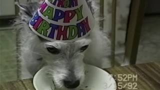 14 cute animals who can't get enough ice cream