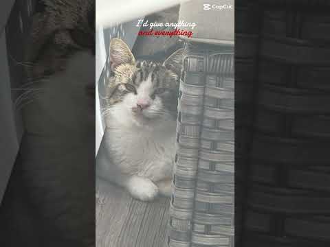 I didn’t say goodbye. 🕊️💔