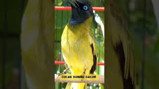 Download lagu Cucak Kuning Gacor #burungmasteran mp3 Download lagu Cucak Kuning Gacor #burungmasteran mp3