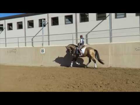 1269 Golden Boy - Gorgeous PRE Buckskin Stallion