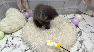 ブリティッシュロングヘアの動画01