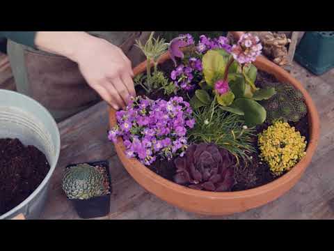 Gartln mit Starkl: Tipp - So bepflanzt man eine Terrakotta-Schale