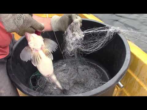 Verkkokalastusta 27.5.2022