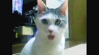 OMG Cat - No Copyright Gif