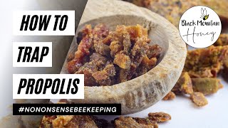 How to Trap Propolis - Trapping Propolis - How to Use a Propolis Trap