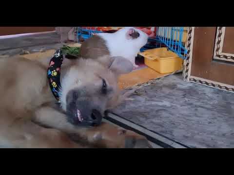 Dhruva Slept while playing