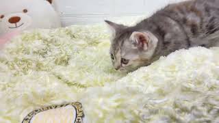 マンチカンの動画01