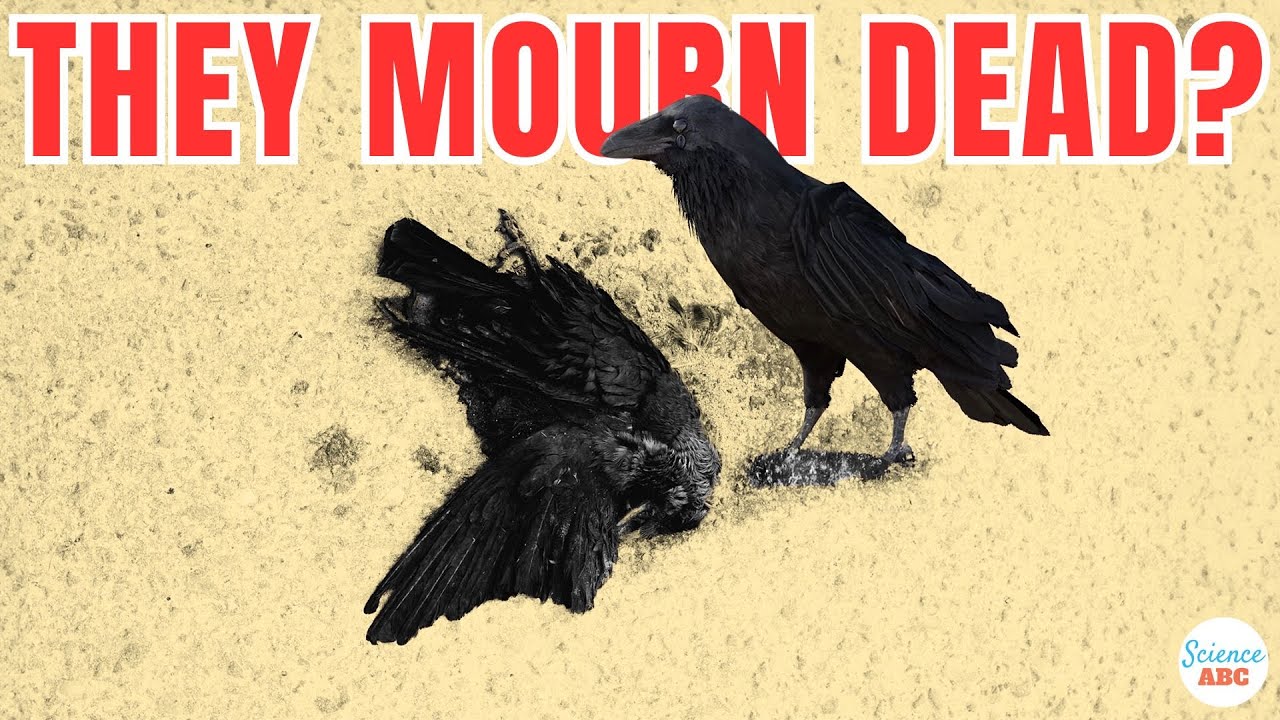 Crow Funeral : Do Crows Mourn Their Dead?