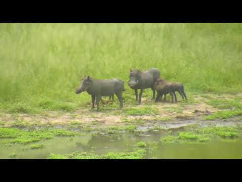 Djuma: Warthogs-two adults and three piglets - 02/28/19