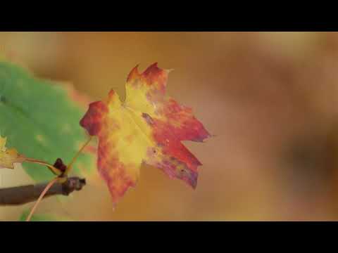 Michael Jones @ David Darling -  Rainfall