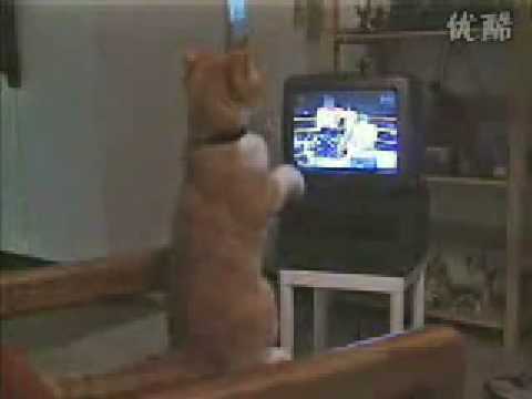貓貓 看電視 學拳擊 boxing