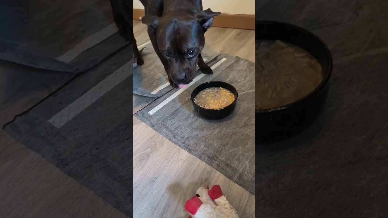 Enlarge Yuna Bubbles, a Adoptable French Bulldog in New Orleans, LA video 6/6
