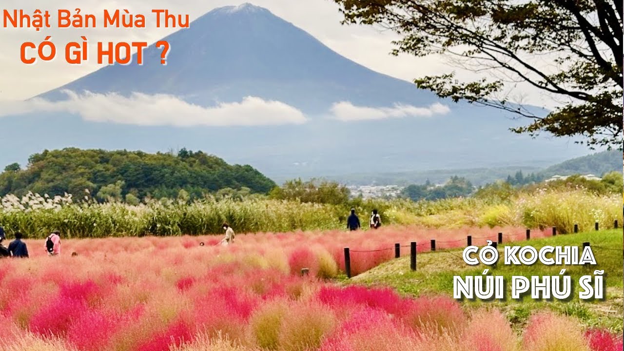Núi Phú Sĩ và cỏ Kochia tạo nên khung cảnh ngoạn mục vào mùa thu Nhật Bản | Du lịch Nhật Bản