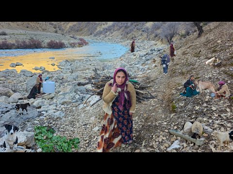 Nomadic life:Building a house by wild river Khersan obtaining milk from sheep single nomadic girls