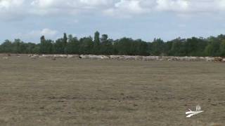 preview picture of video '14 hectares restaurés du communal de Vallans reconvertis en prairies'