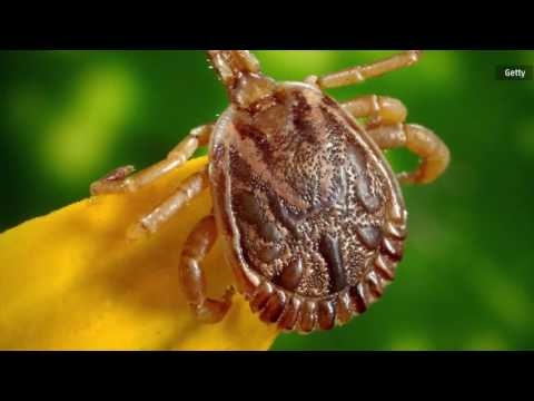 Experts warn tick borne virus worse than Lyme disease is on the rise - AOL 03-05-2017
