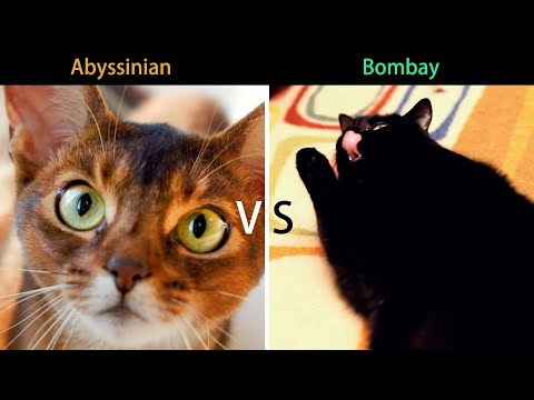 Abyssinian Cat VS Bombay Cat: Do You Know These Cat Breeds ? (Breed Comparison)