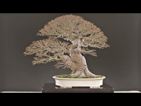 An Amazing Bonsai & Suiseki Exhibition in Taiwan