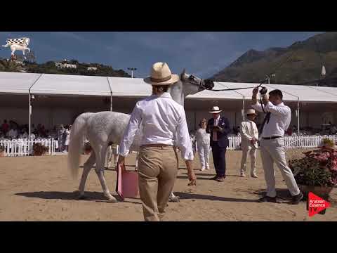 N.74 THAMAMAH AL SHAQAB - Menton 2019