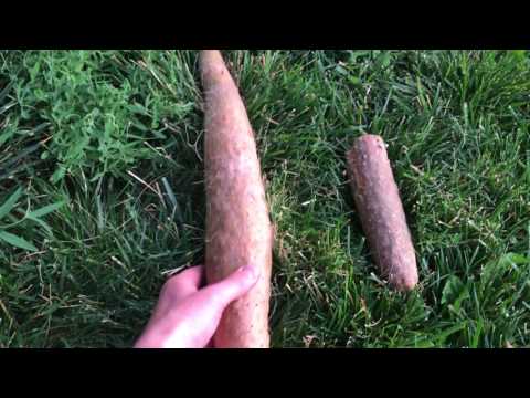 download lagu mp3 mp4 How To Grow Nagaimo, download lagu How To Grow Nagaimo gratis, unduh video klip How To Grow Nagaimo