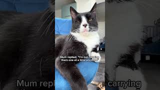 Bbq #cat #petsrule #funnypets #funnyanimals #funnycats #cute #funny