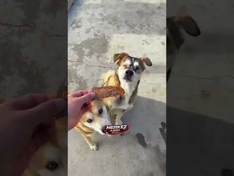 Önce gözü kör arkadaşı yemeden, kendi yemeğini yemeyen köpek