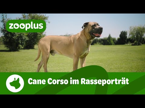 Cane Corso im Rasseporträt: Aussehen, Wesen & Erziehung
