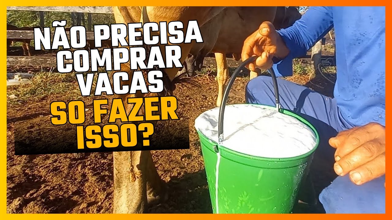 Aumente em até 70% a produção de leite a pasto sem gastar quase nada