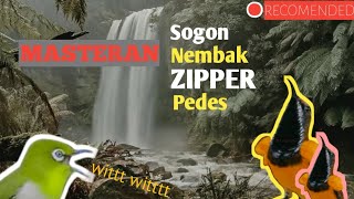 Download lagu Masteran Sogon‼️Sogon Nembak‼️Isian Zipper pedes mp3