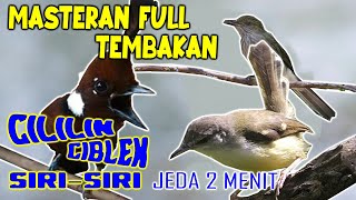 Download lagu masteran burung kecil tembakan Berjeda 2 menit,masteran tembakan kasar,masteran murai batu trotol mp3