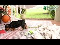 Yorkshire Terrier dogs for sale: Skipper - Video 1
