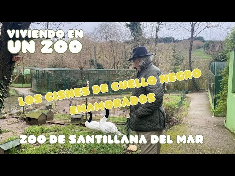 Viviendo en un zoo: Los cisnes de cuello negro enamorados | Zoo de Santillana