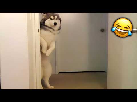 3 Hours of Insanely Funny Dogs & Cats🤣Hilarious Pets 2026
