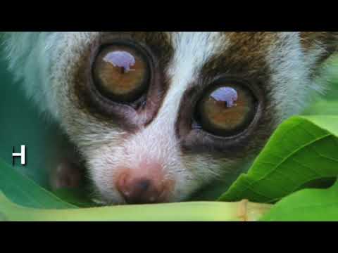 Mau beli & pelihara kukang?