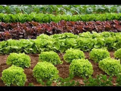 #produccion LA PROVINCIA REALIZARÁ UN CENSO HORTIFLORÍCOLA DESPUÉS DE 20 AÑOS