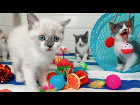 1 Hour of ADORABLE Kitten Therapy