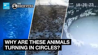 No, these videos of animals moving in circles are not proof of any conspiracy theory