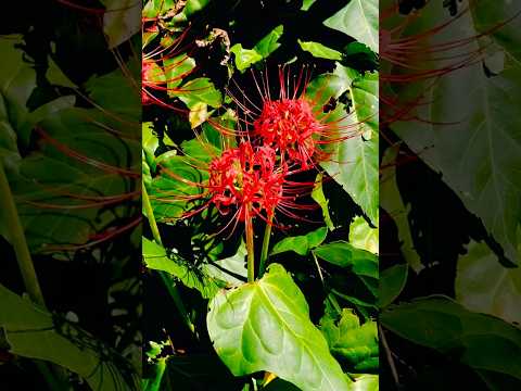 園芸 スパイダーフラワー