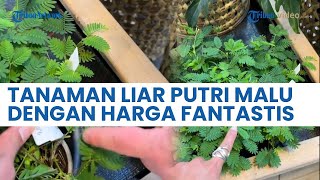 Segini Harga Tanaman Liar 'Putri Malu' Jika Dijual di Swiss, Warganet: Aku Mau Ekspor