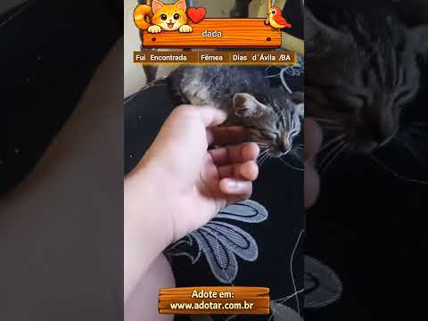 Vídeo de dada