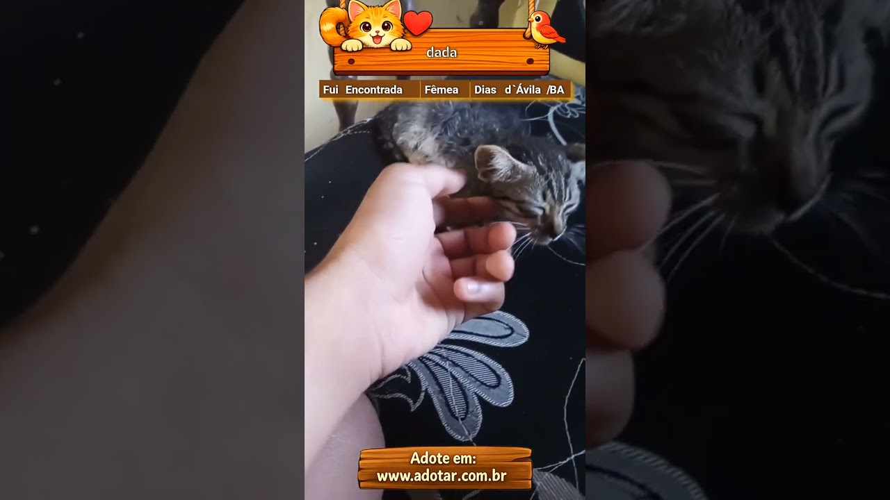 Gato raça SRD-ViraLata idade 2 a 6 meses nome dada