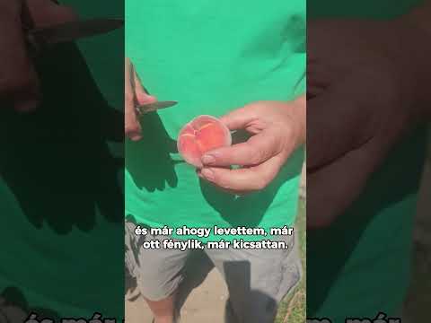 Redhaven – az őszibarackok királynője!